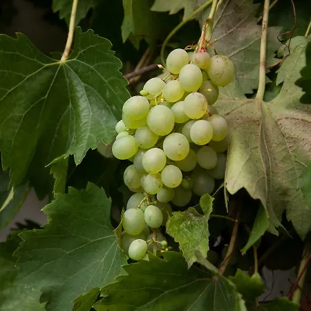 Lejlighed Ferien In Feld 109